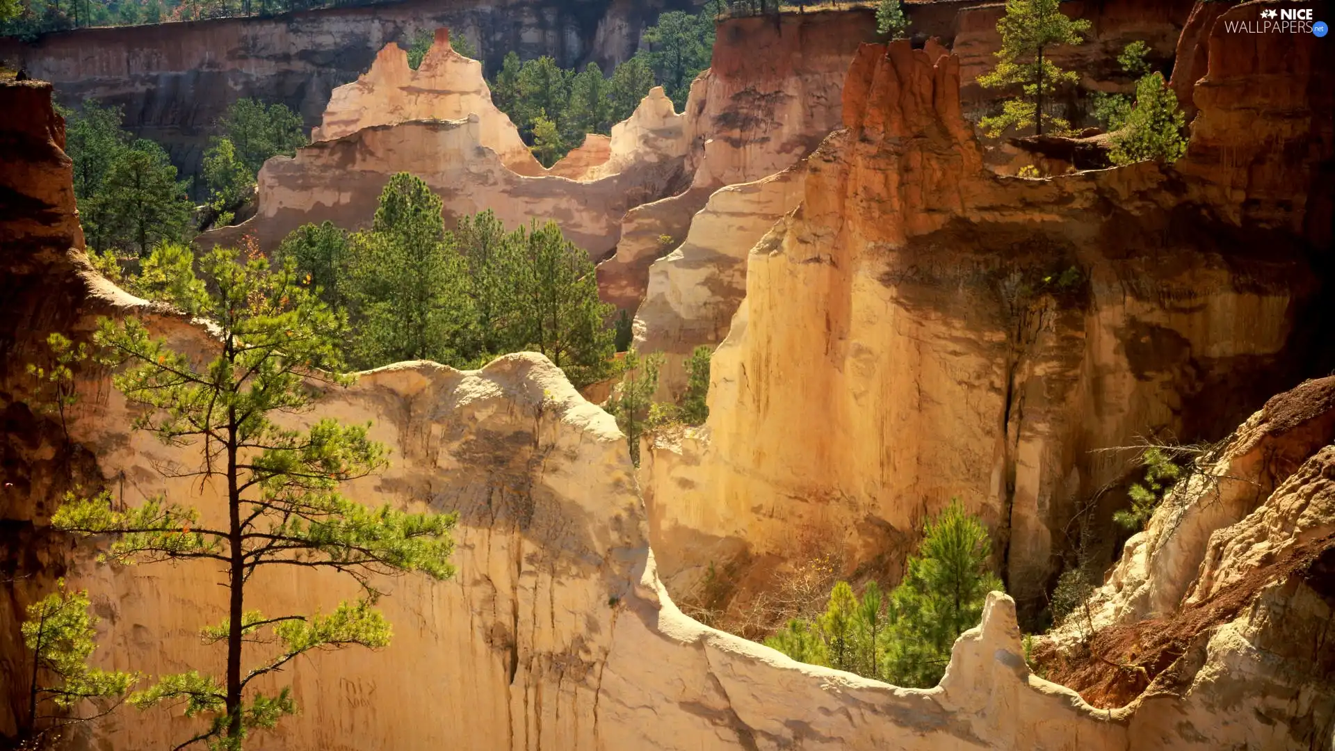 canyon, trees, viewes, rocks