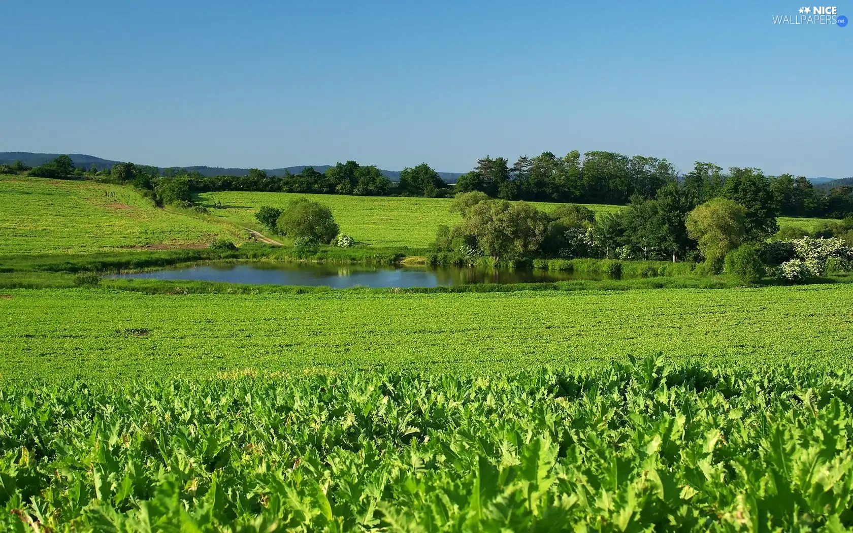 Pond - car, trees, viewes, Meadow