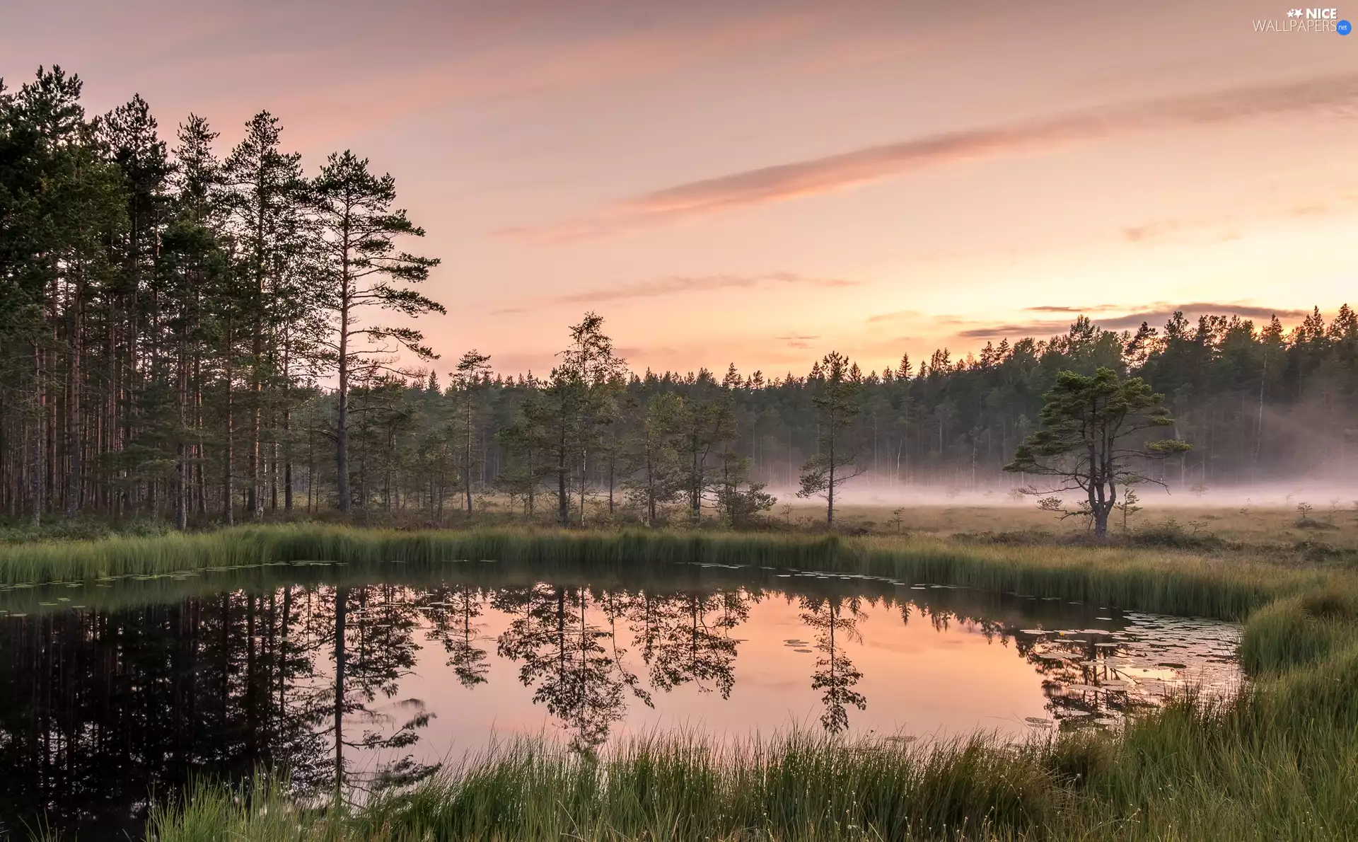 forest, Fog, trees, viewes, Pond - car