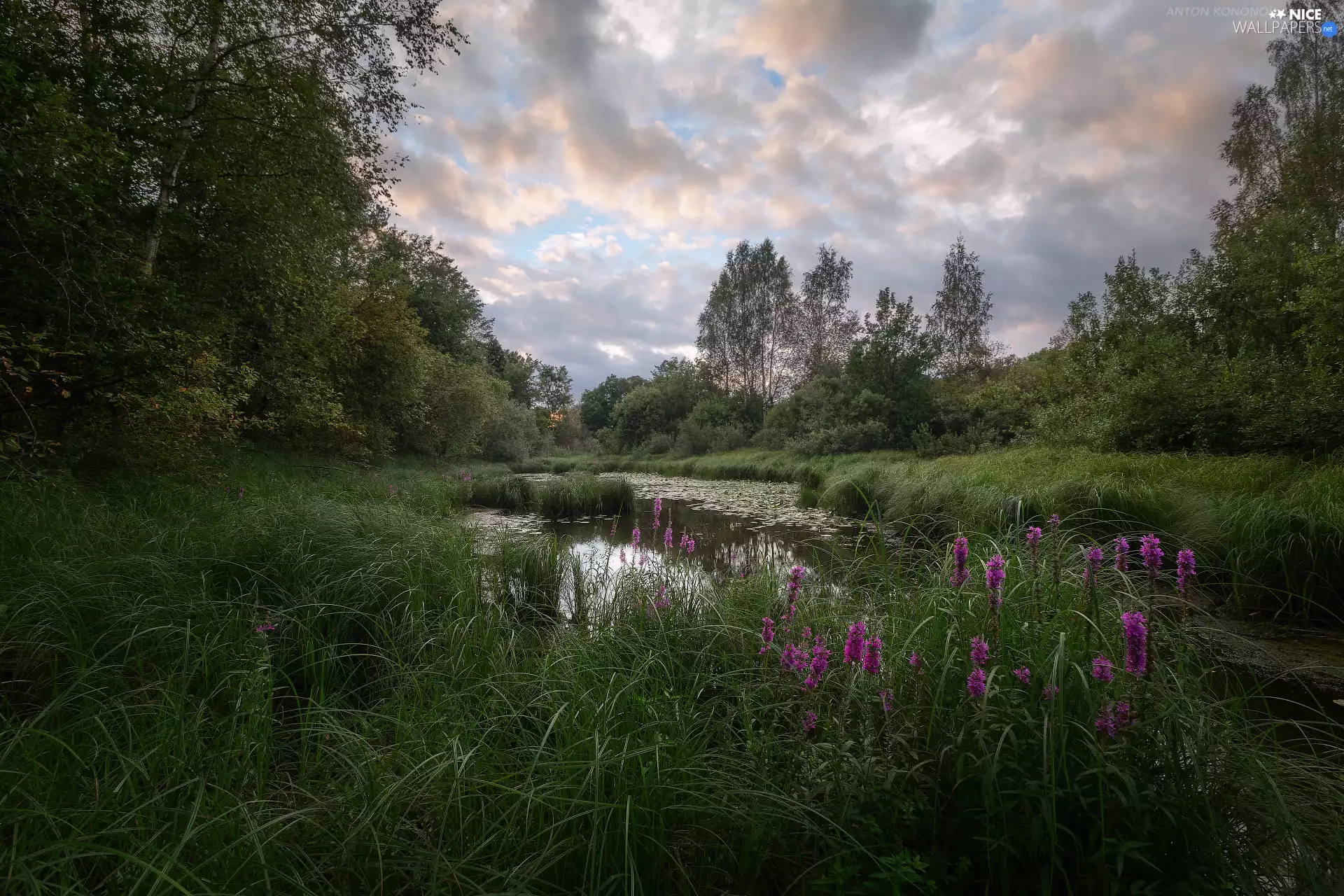 grass, Flowers, trees, viewes, Pond - car