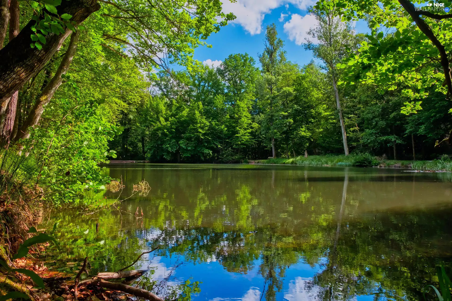 sunny, day, trees, viewes, Pond - car