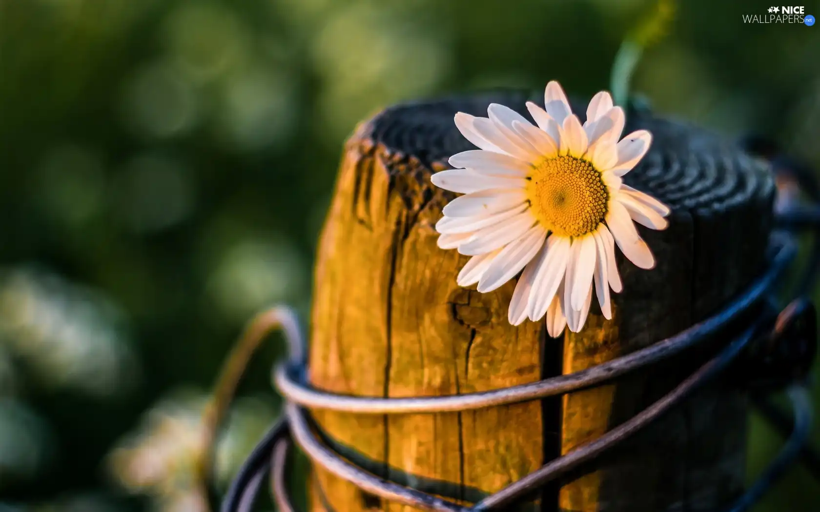 daisy, trees, viewes, trunk