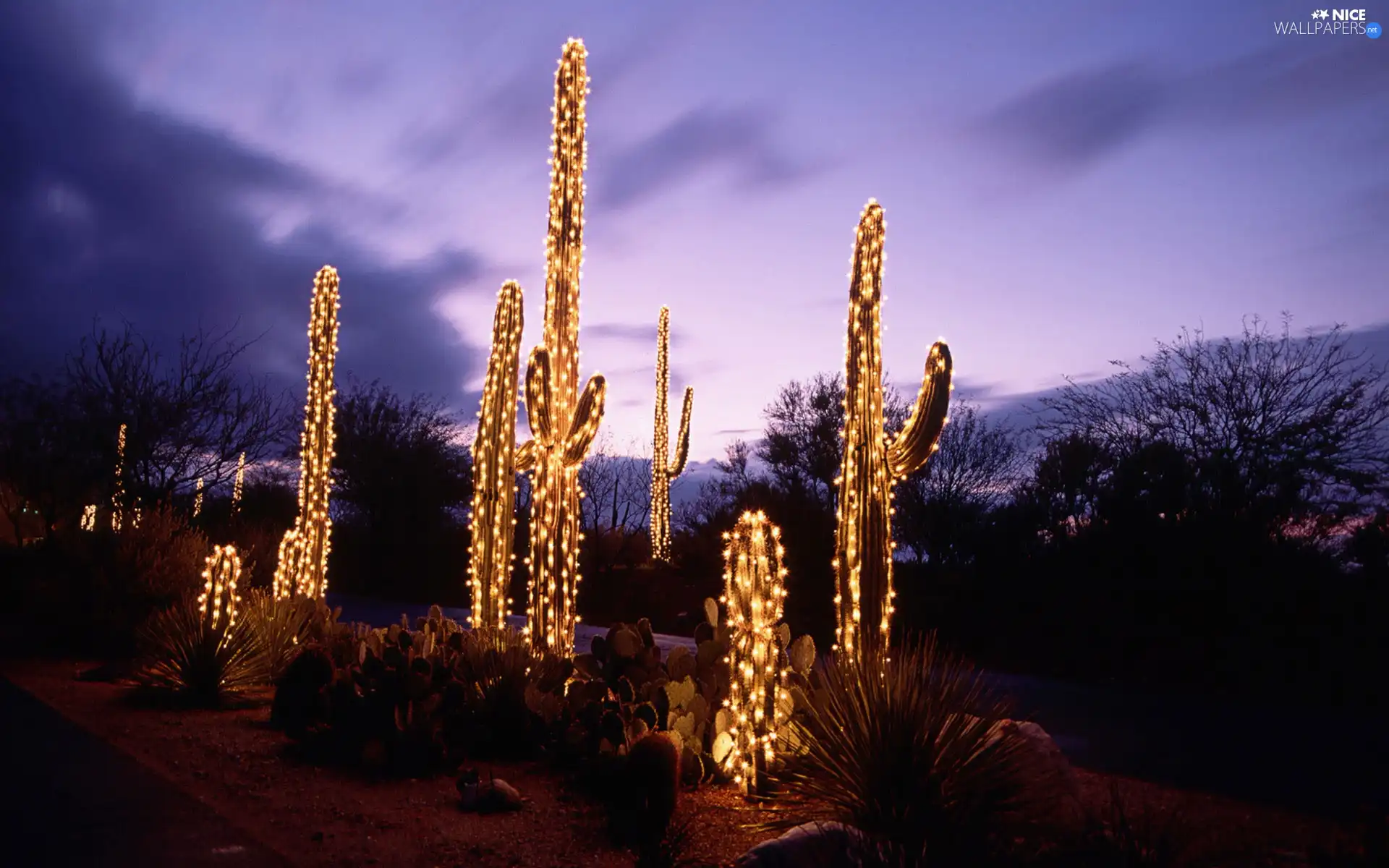viewes, christmas, lighting, trees, Cactus