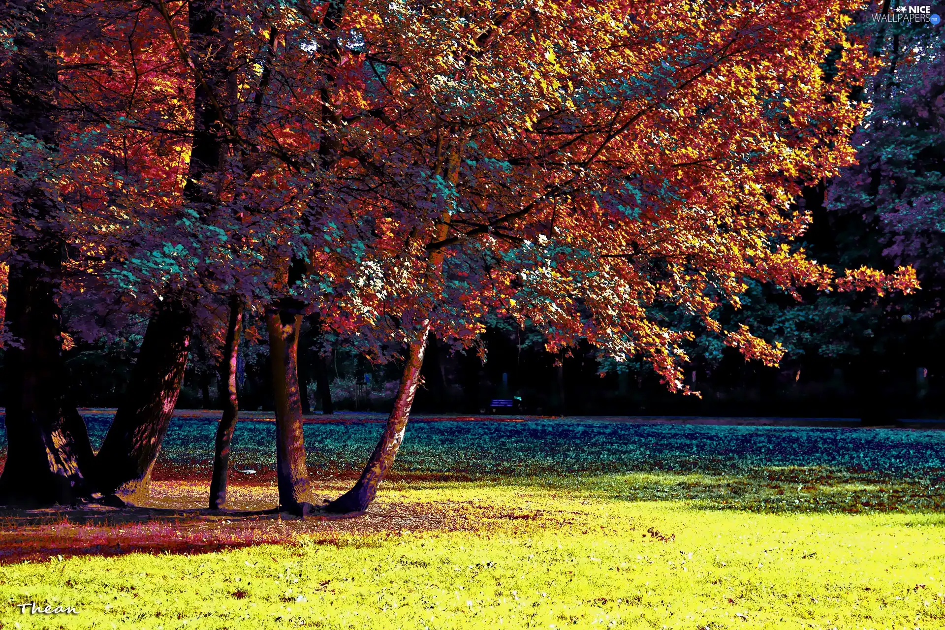 color, trees, viewes, Park