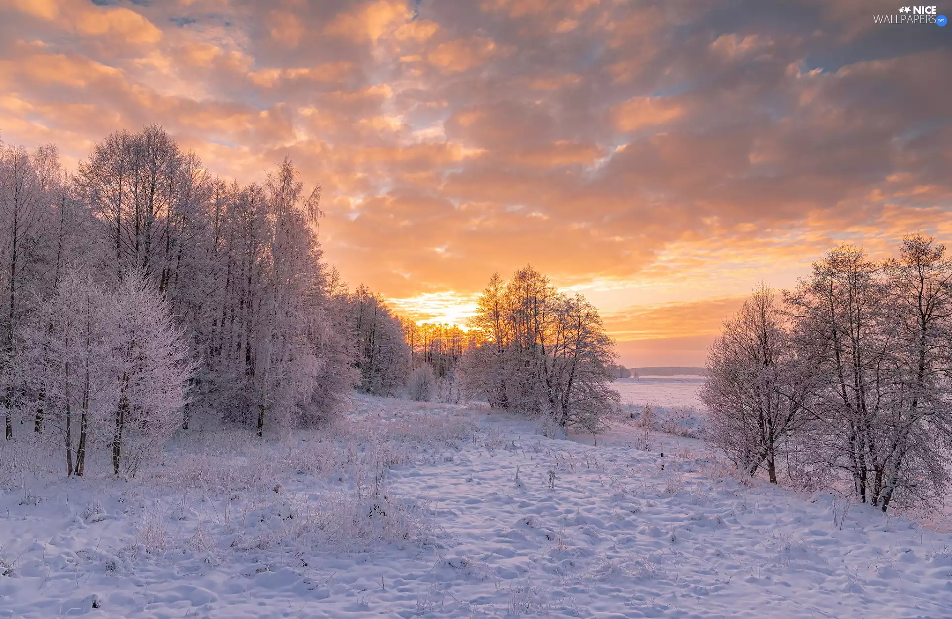 Field, trees, color, viewes, winter, snow, Sky