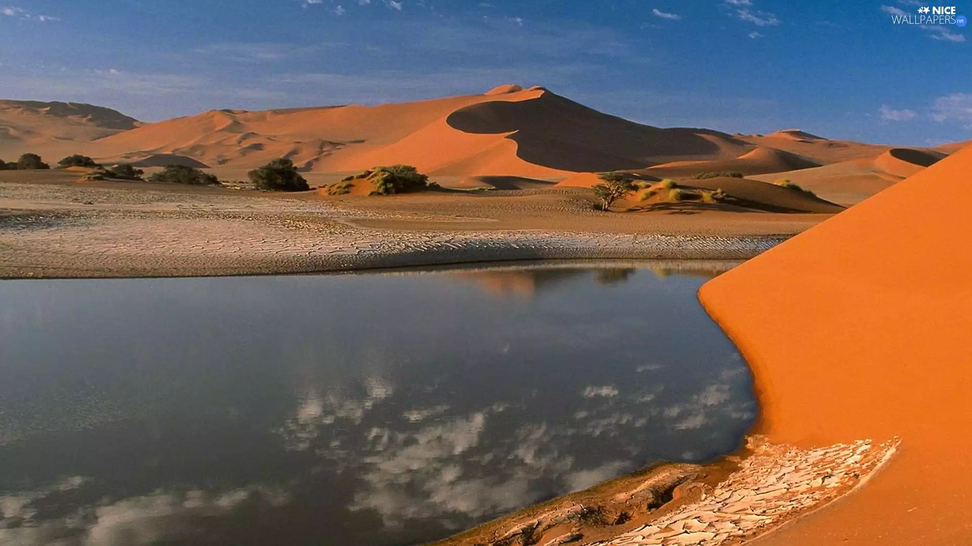 trees, viewes, container, water, Desert