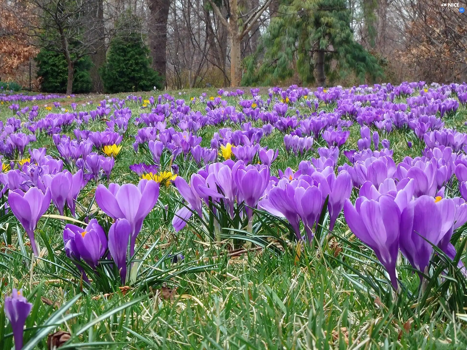crocuses, trees, viewes, grass