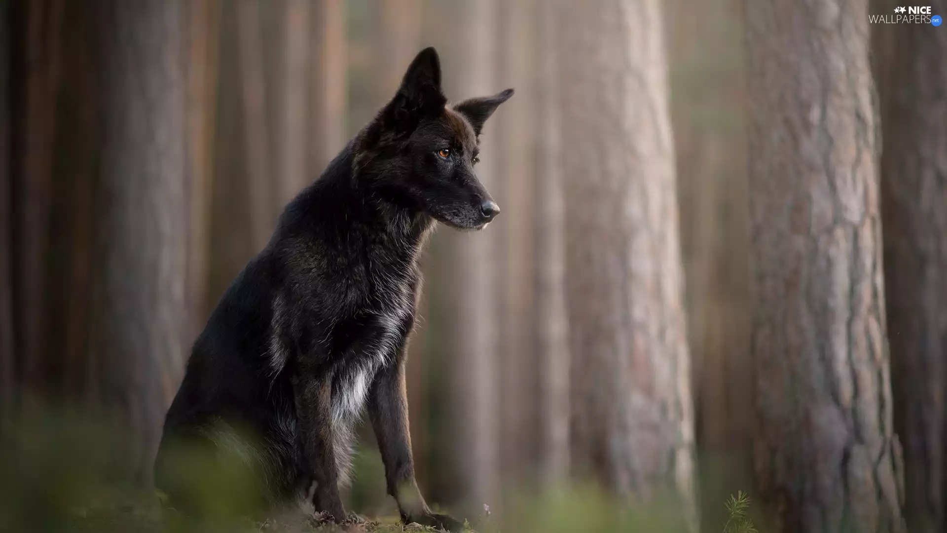 trees, viewes, dog, forest, sitter