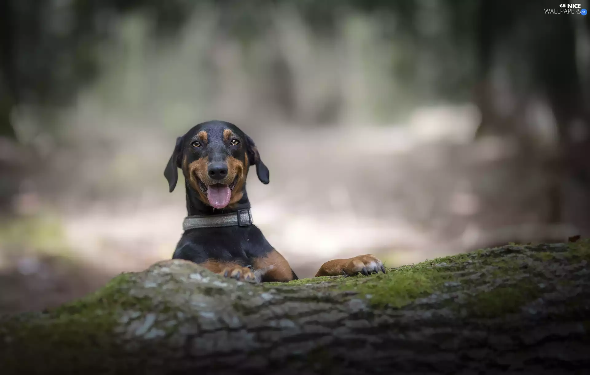 trees, viewes, dog, trunk, smiling
