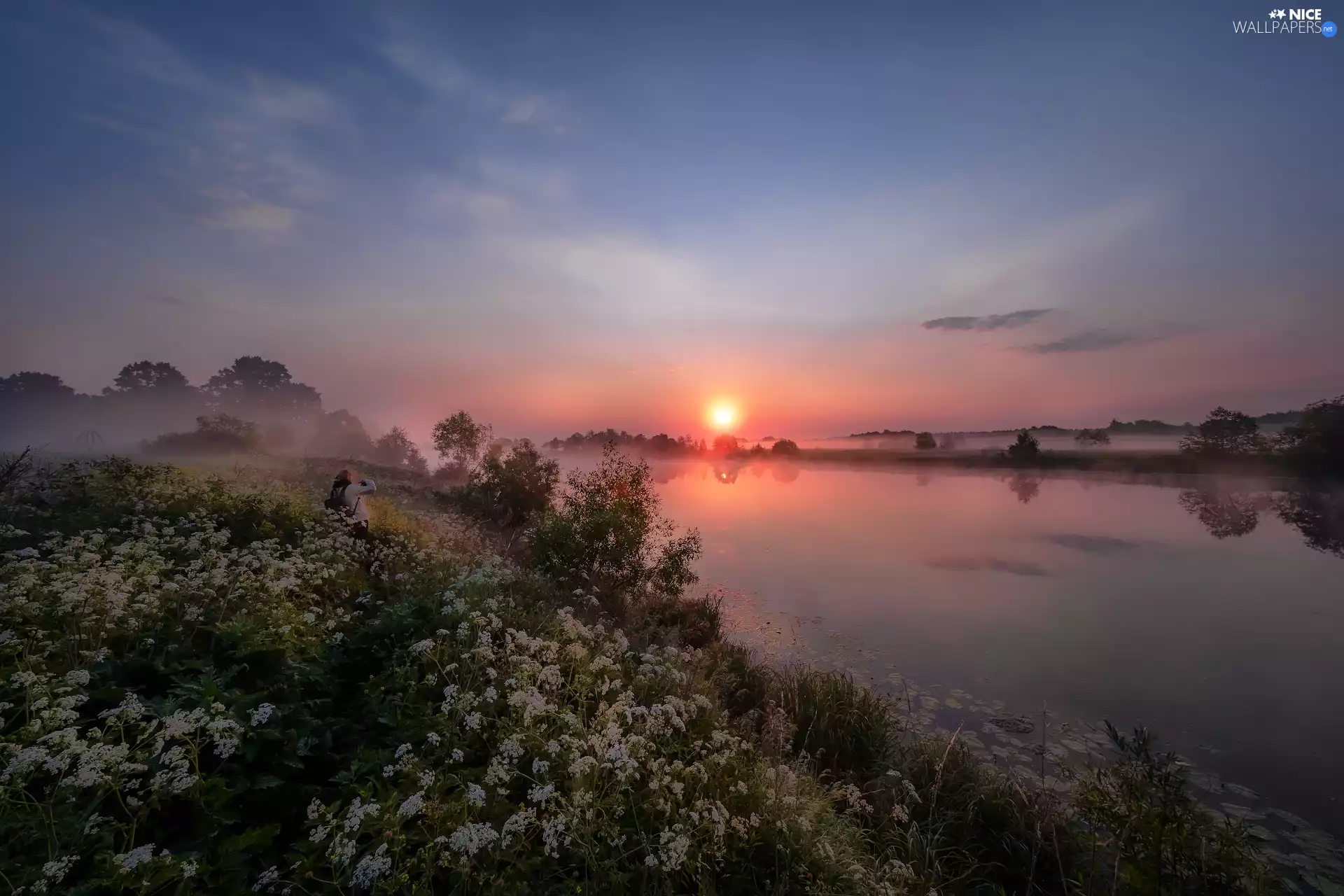 viewes, Flowers, Latvia, Fog, Latgale, trees, Dubna River, Sunrise