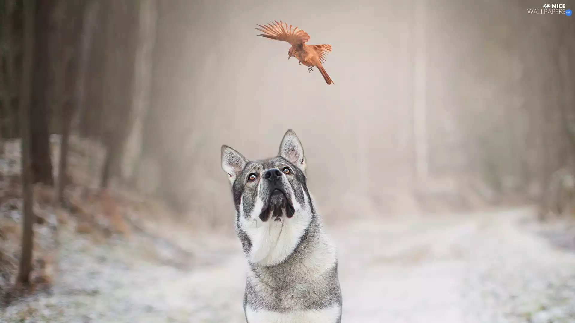 trees, viewes, Elkhund, Bird, dog