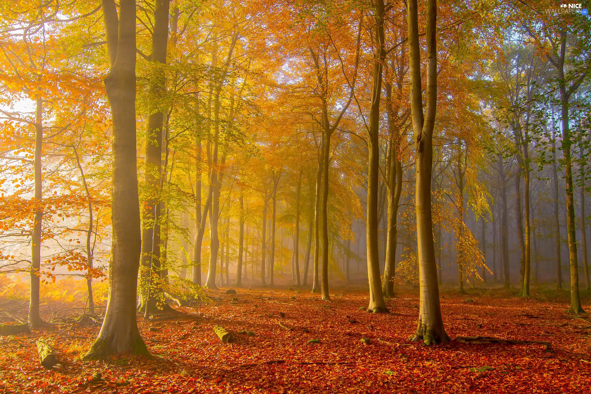 autumn, trees, fallen, viewes, forest, Fog, Leaf