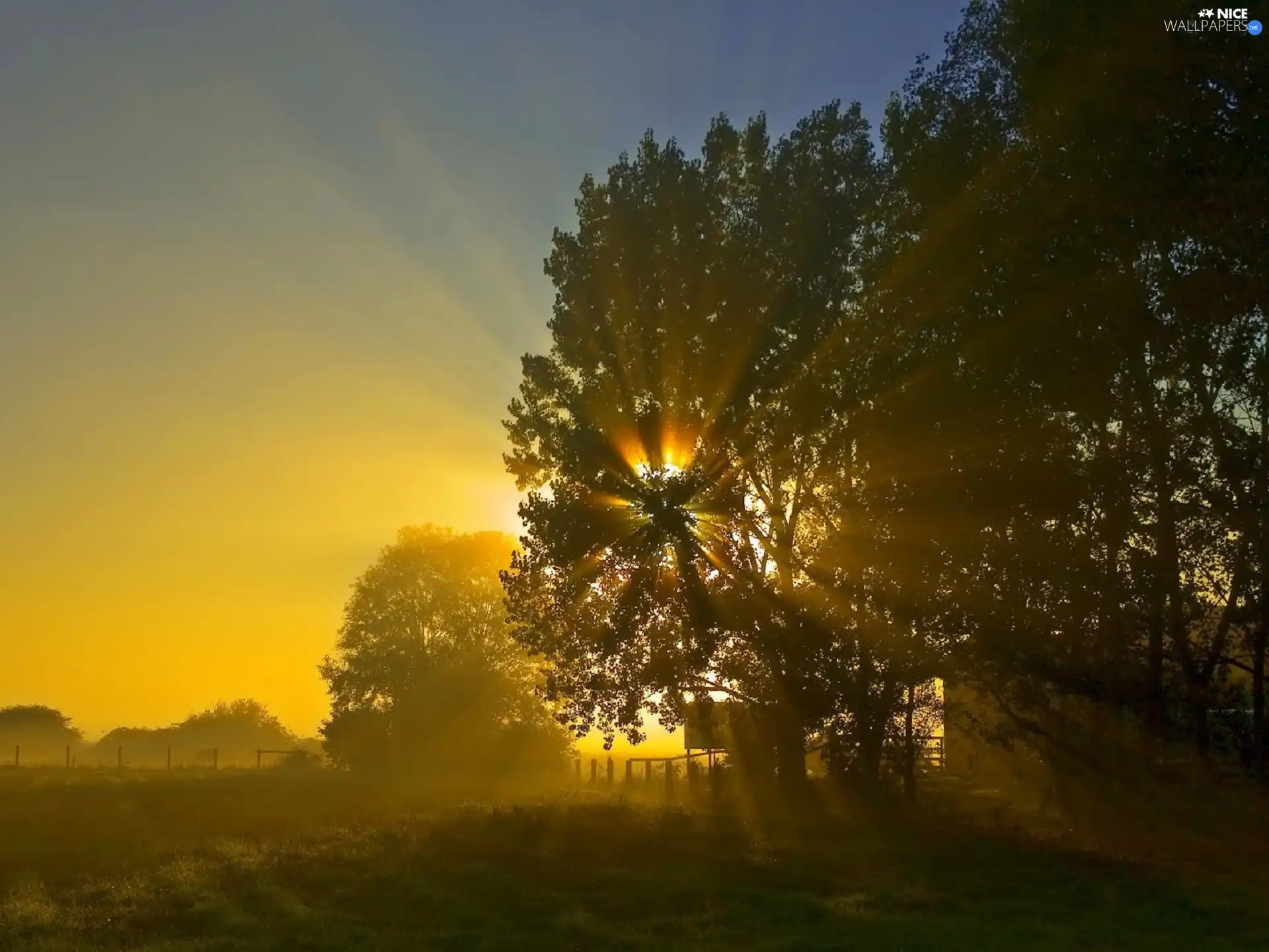 trees, west, forest, sun, Sky, viewes, Fance