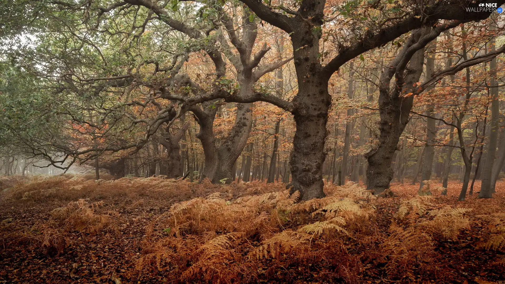 viewes, fern, forest, trees, autumn