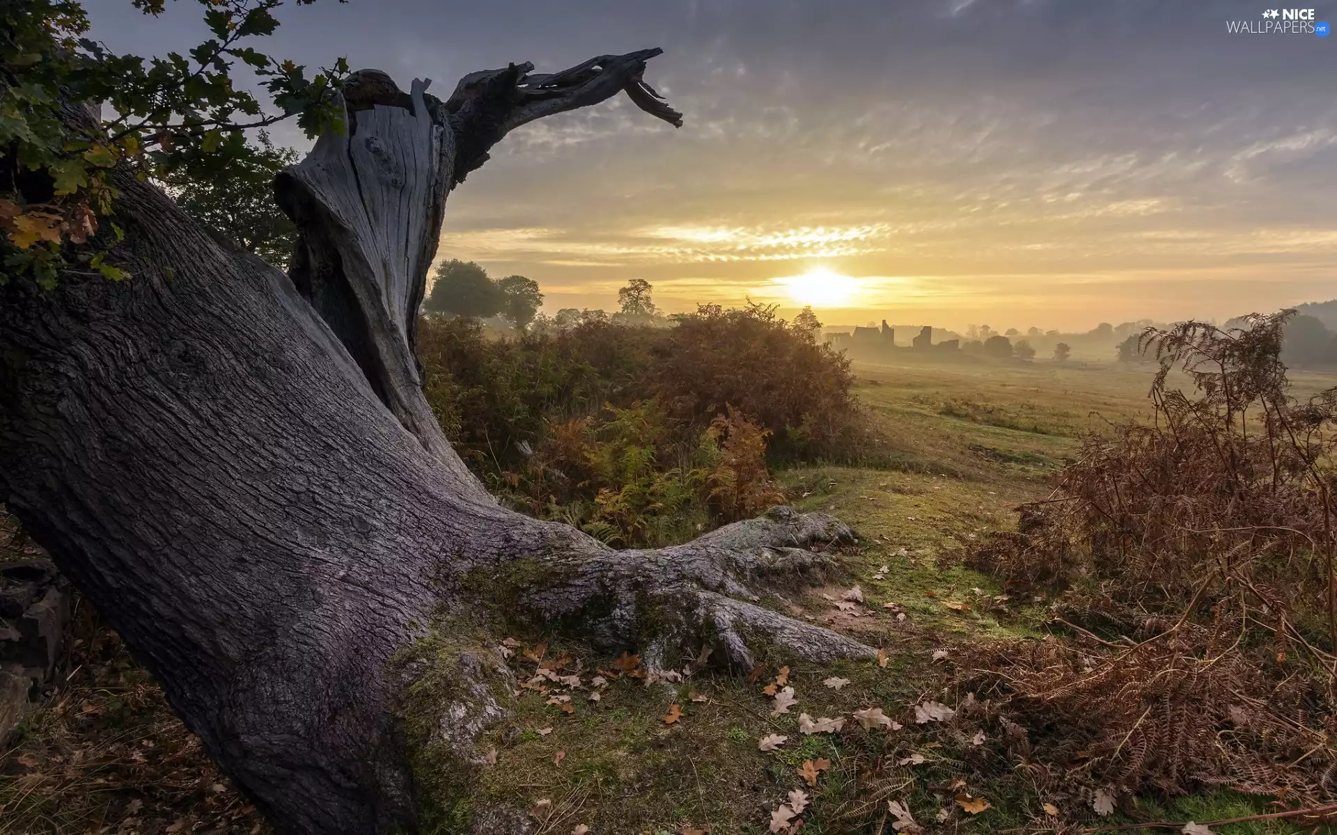dry, trunk, fern, trees, oak, Fog, Sunrise, viewes