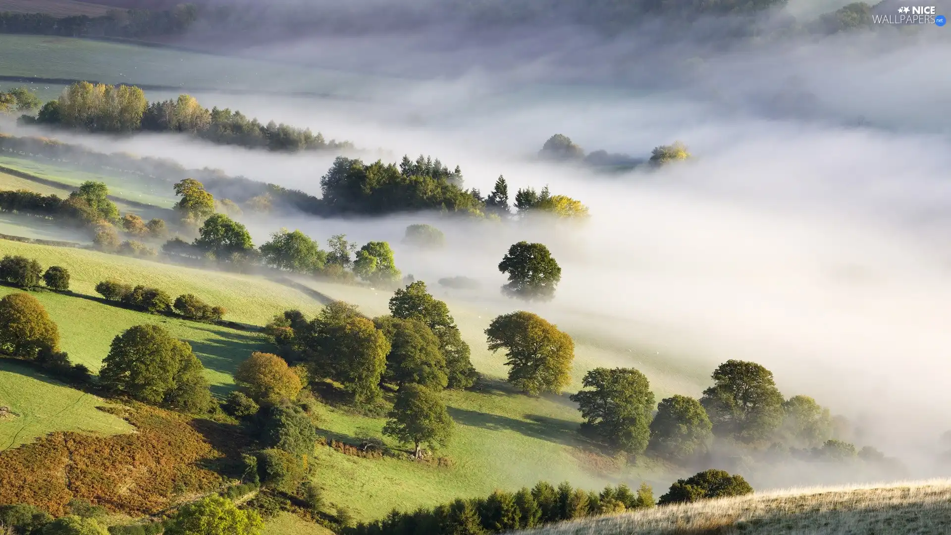 field, trees, viewes, Fog