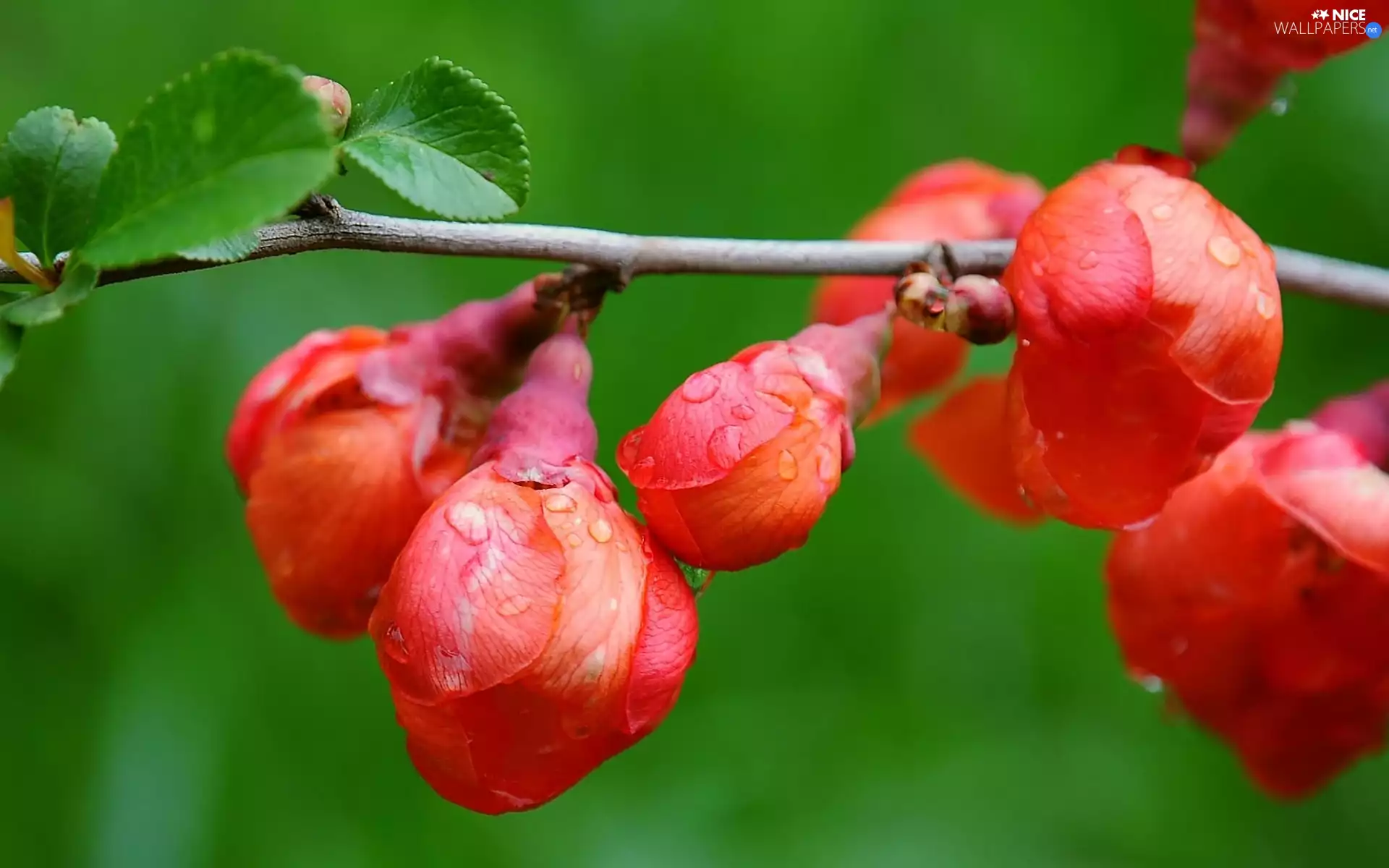 trees, viewes, Flowers, fruit, Red