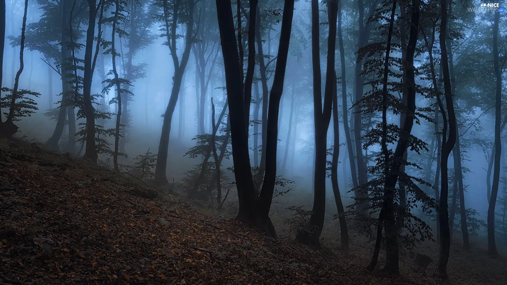 trees, viewes, Fog, Leaf, forest