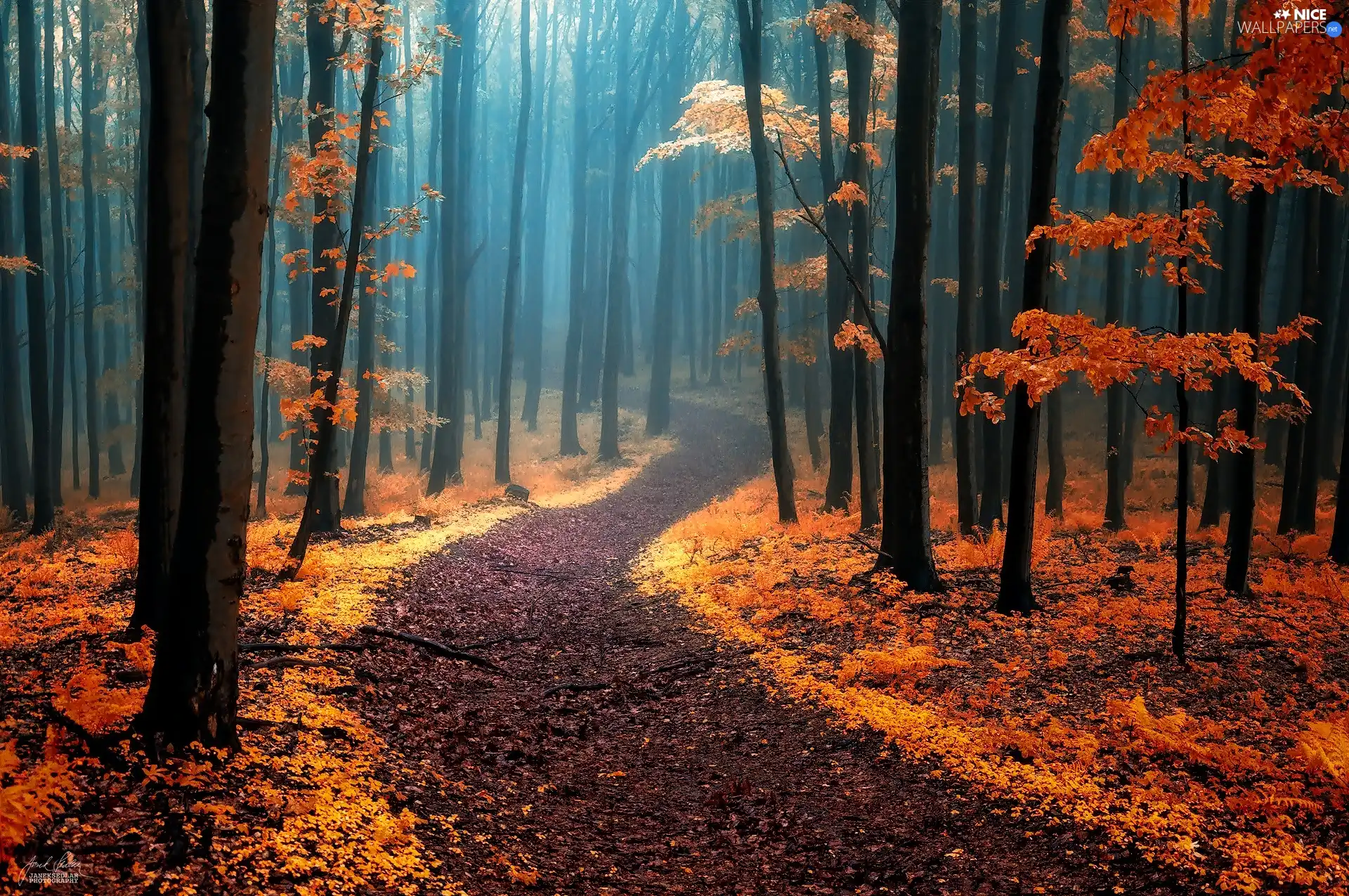Path, autumn, viewes, Fog, trees, forest