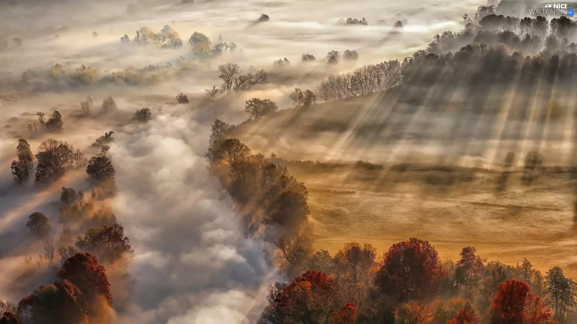 morning, autumn, trees, viewes, Sunlight, Fog