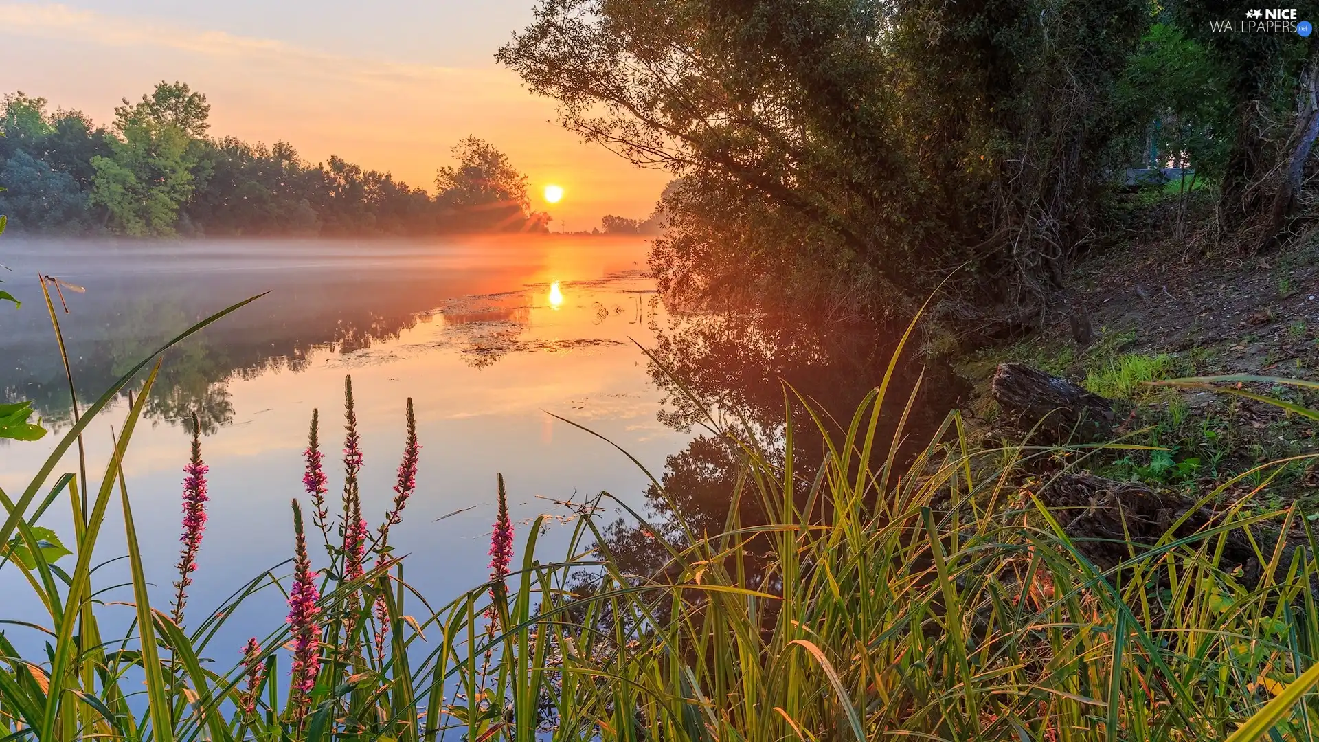 grass, trees, Fog, viewes, lake, Flowers, Sunrise