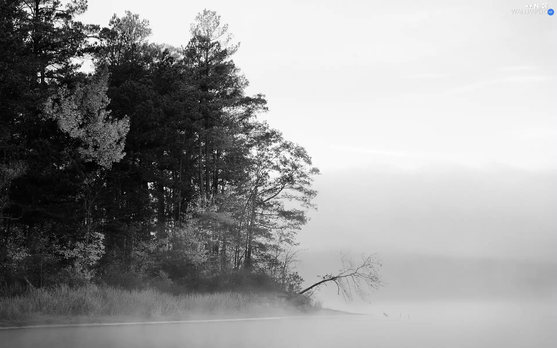 trees, viewes, forest, Fog, lake