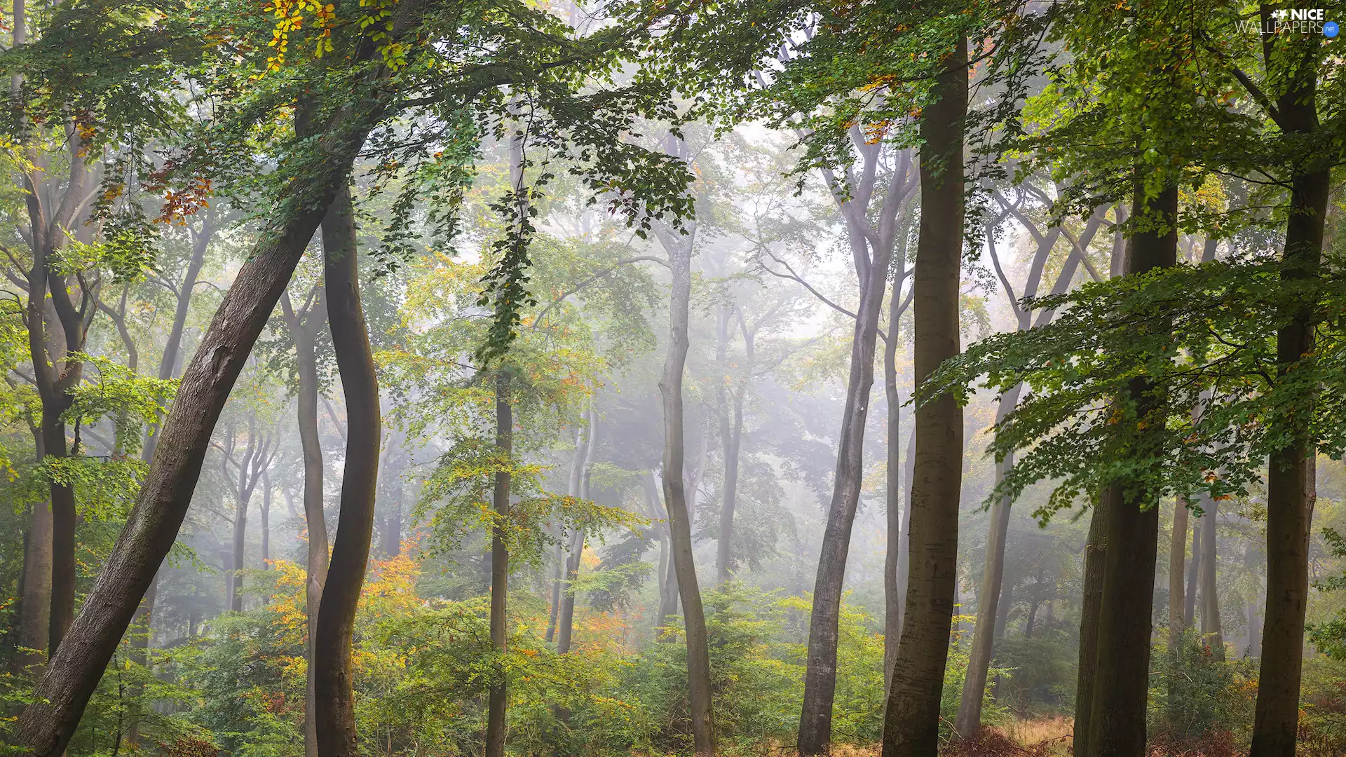 green ones, forest, viewes, Bush, trees, Fog