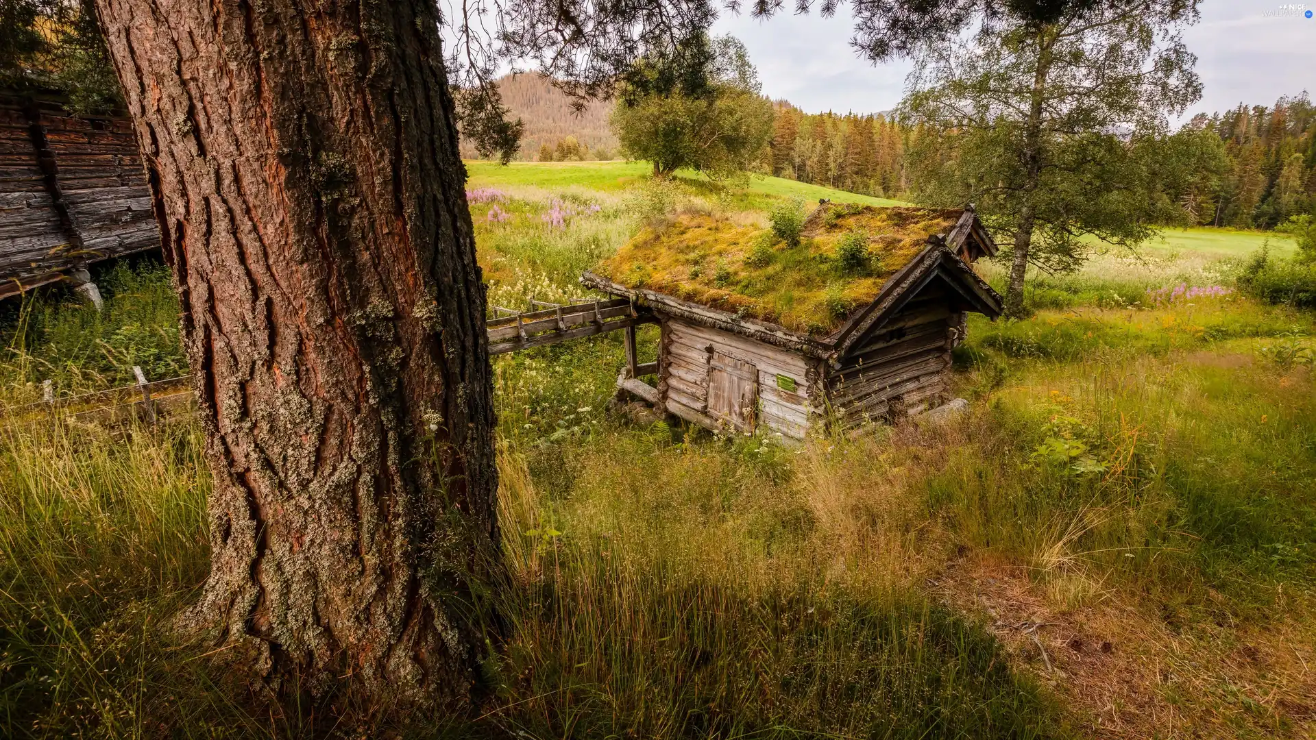 Two, trees, forest, viewes, Meadow, Sheds, autumn