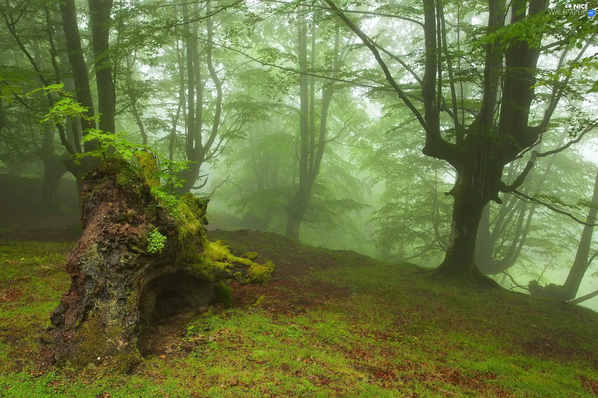 forest, trees, viewes, Fog