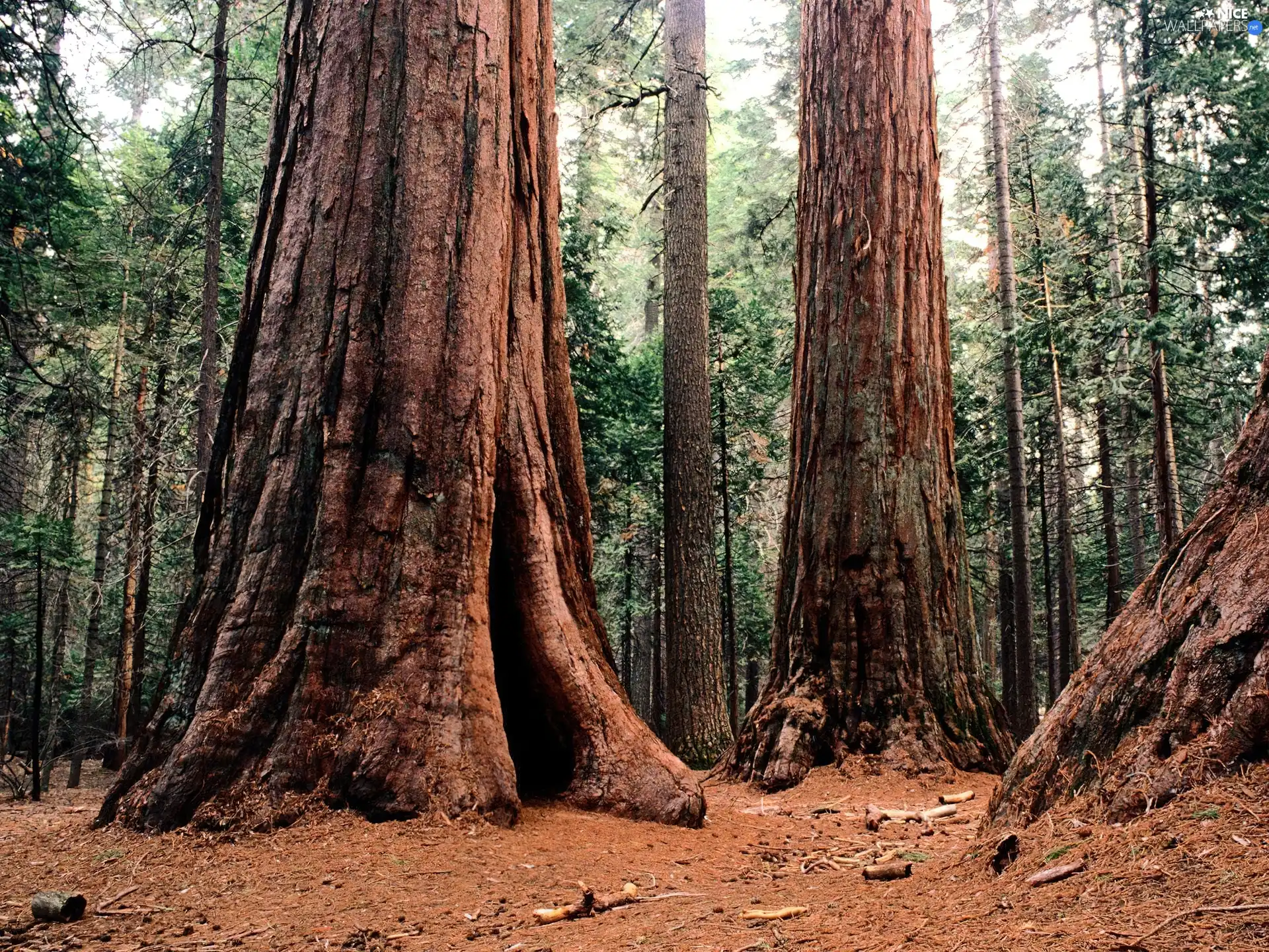 forest, trees, viewes, old