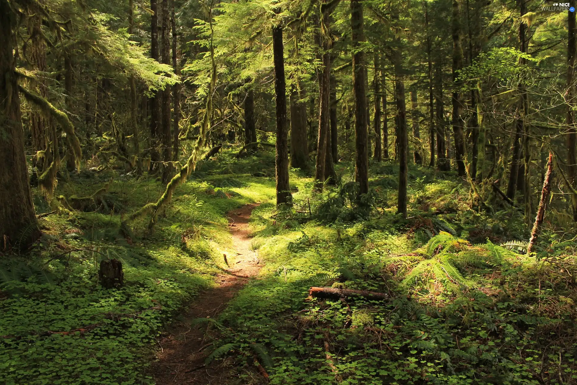 forest, trees, viewes, Path