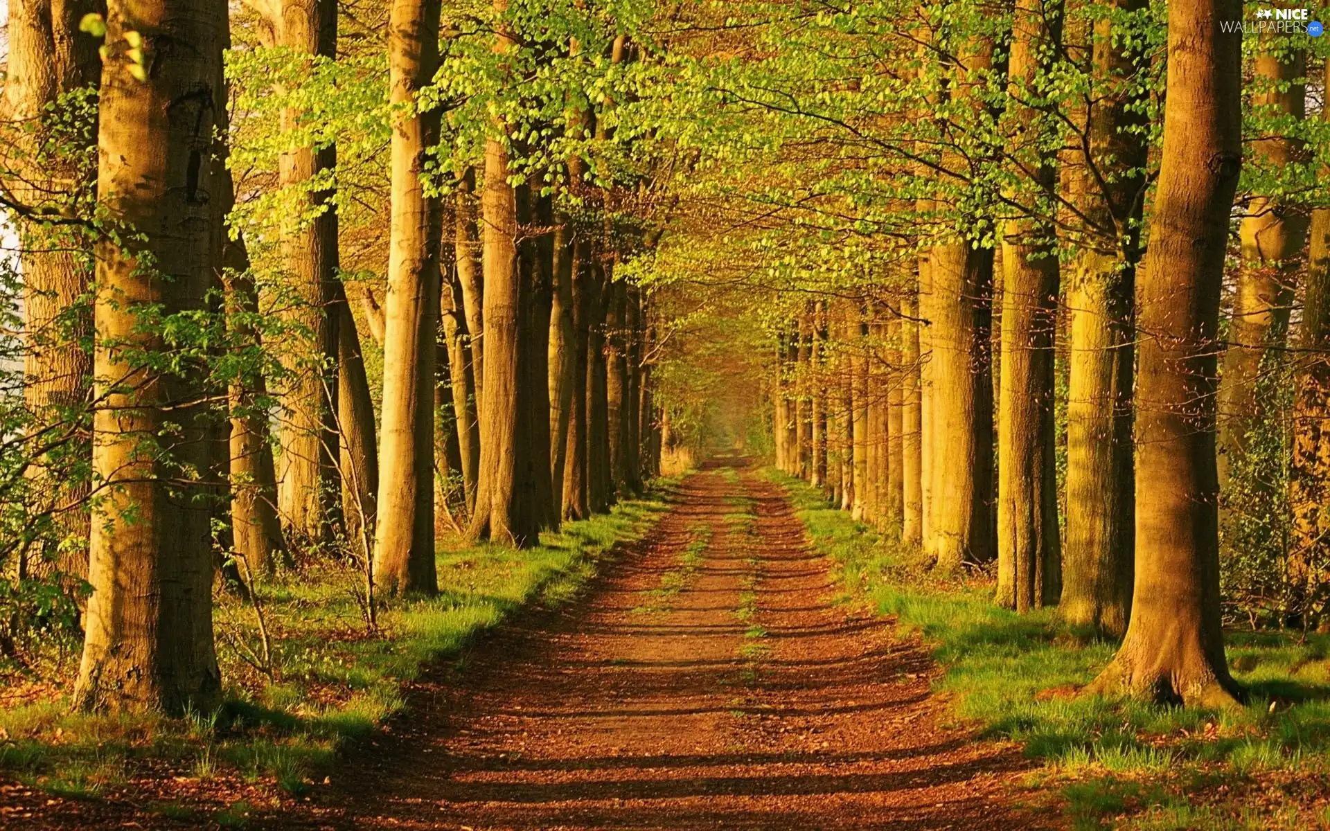 forest, trees, viewes, Path