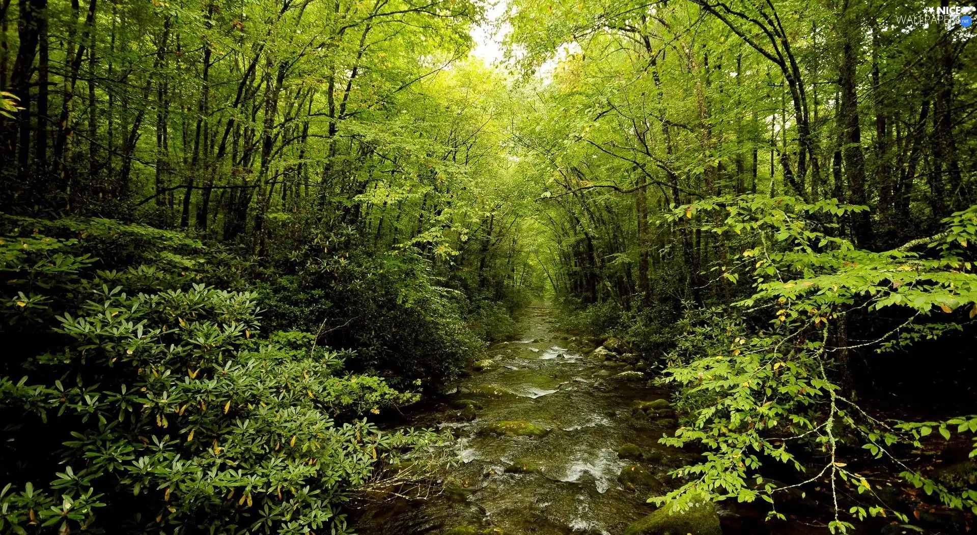 forest, trees, viewes, River