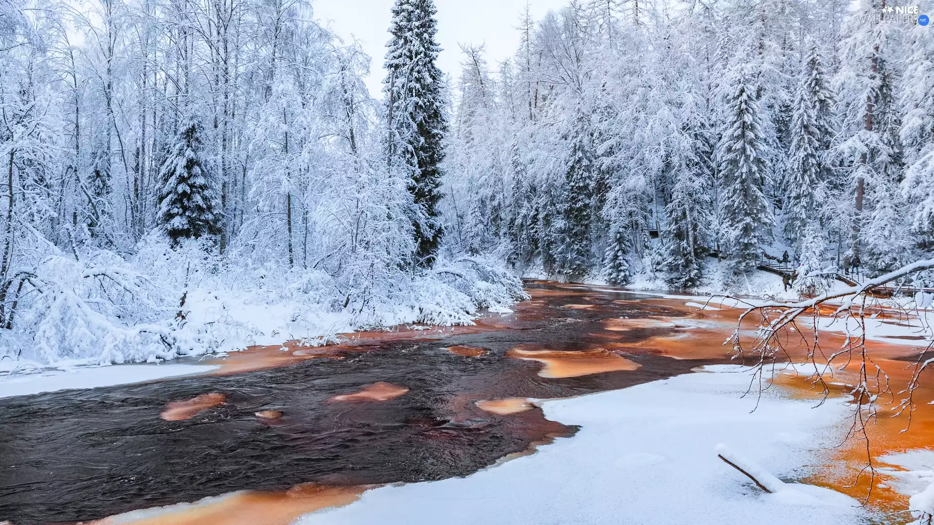 River, winter, trees, viewes, Snowy, forest