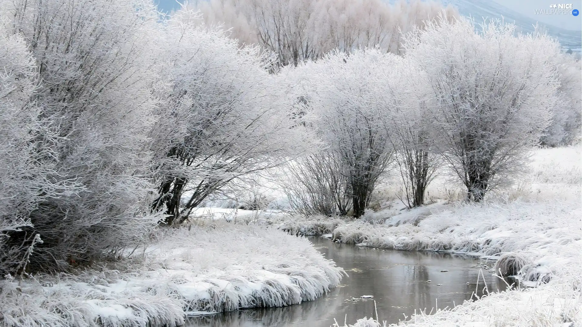 viewes, White frost, River, trees, winter