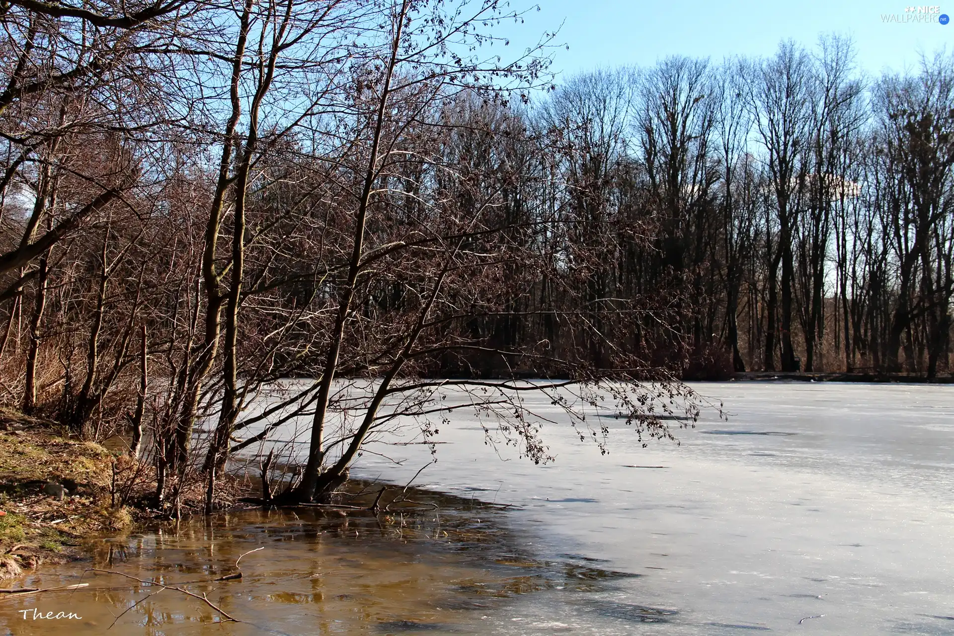 frozen, trees, viewes, lake