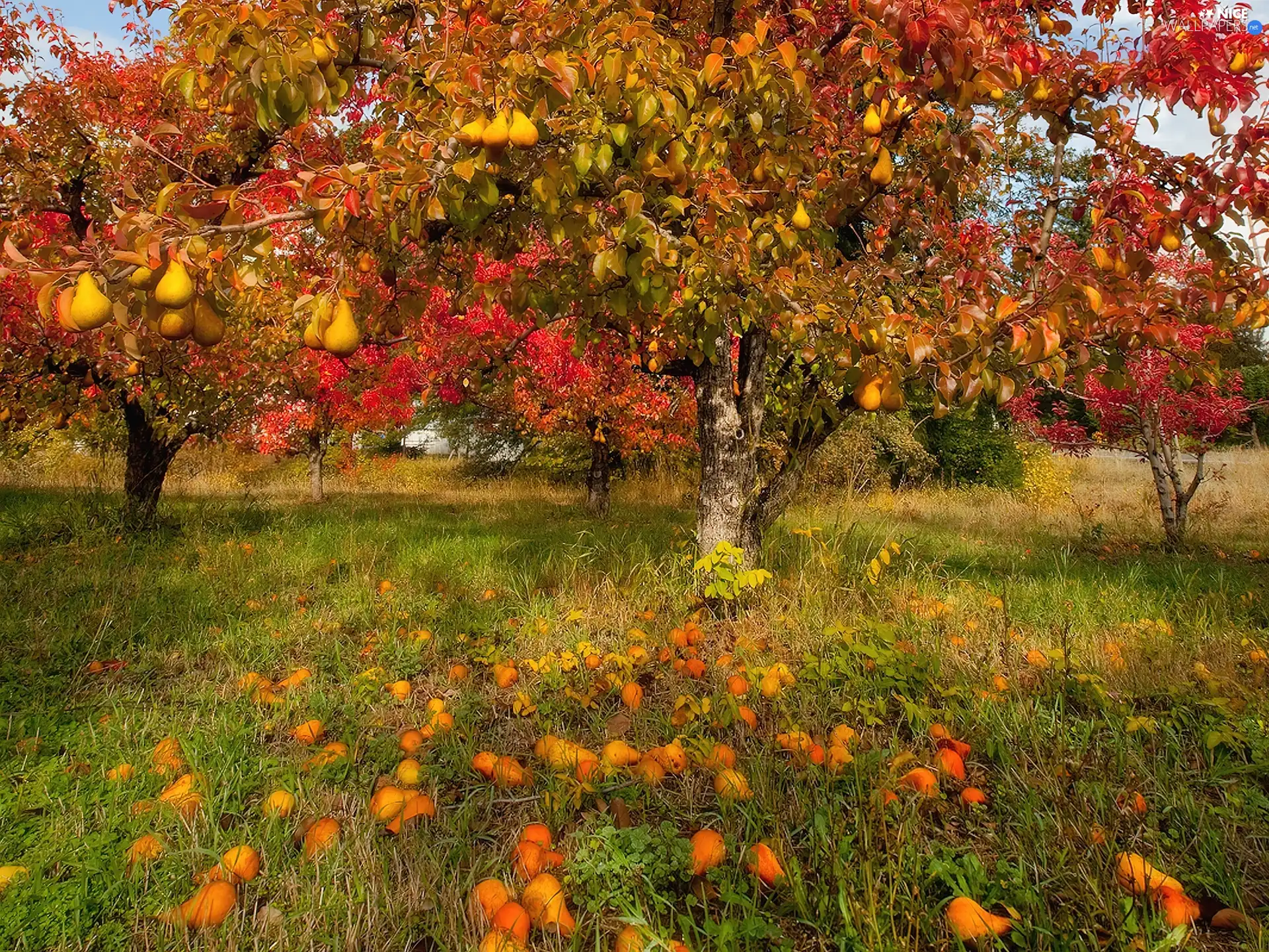 fruit, truck concrete mixer, trees, viewes, orchard