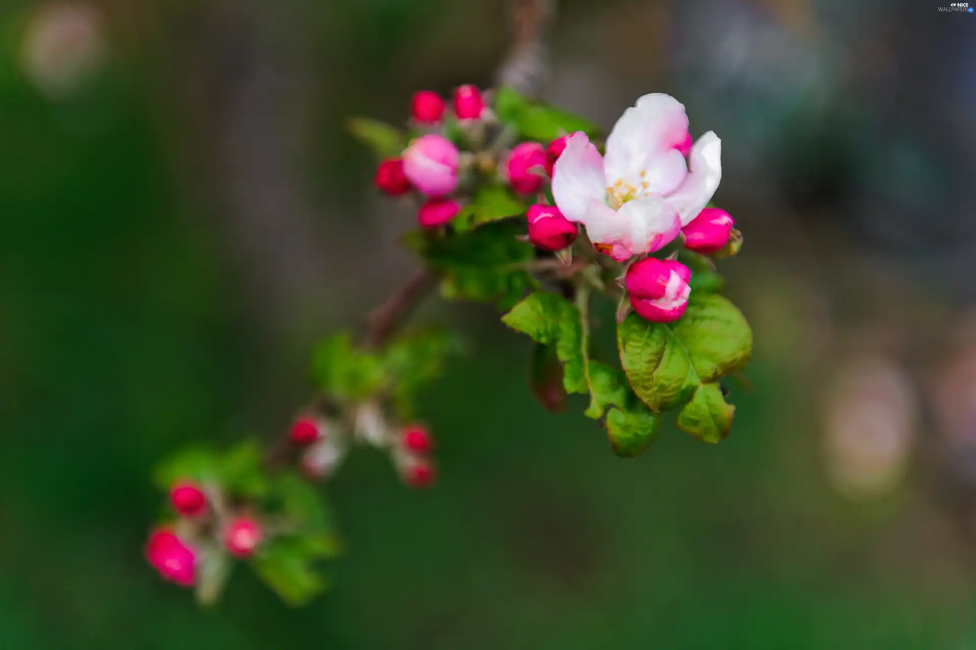 viewes, fruit, Flowers, trees, twig