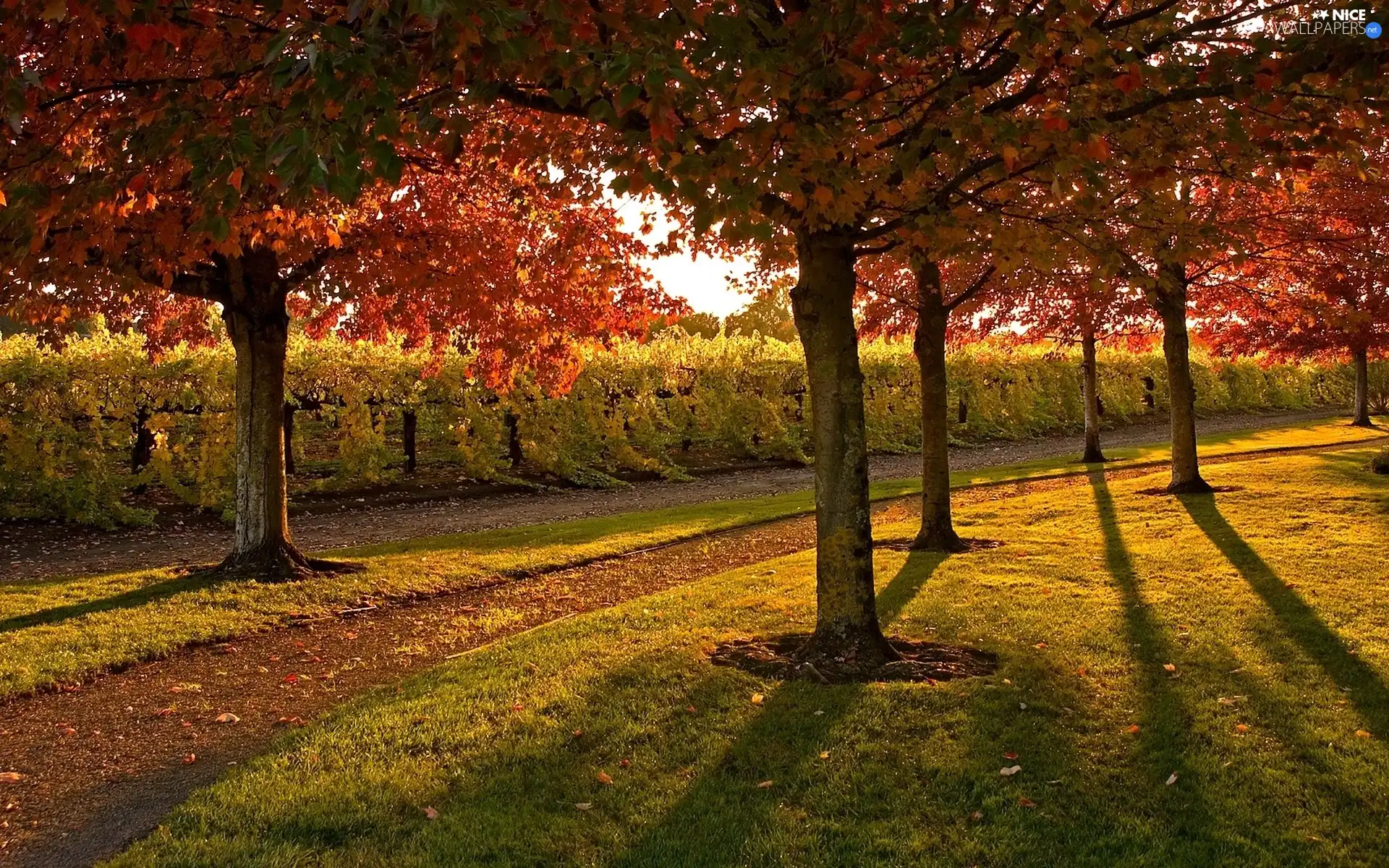 viewes, grass, Park, trees, autumn