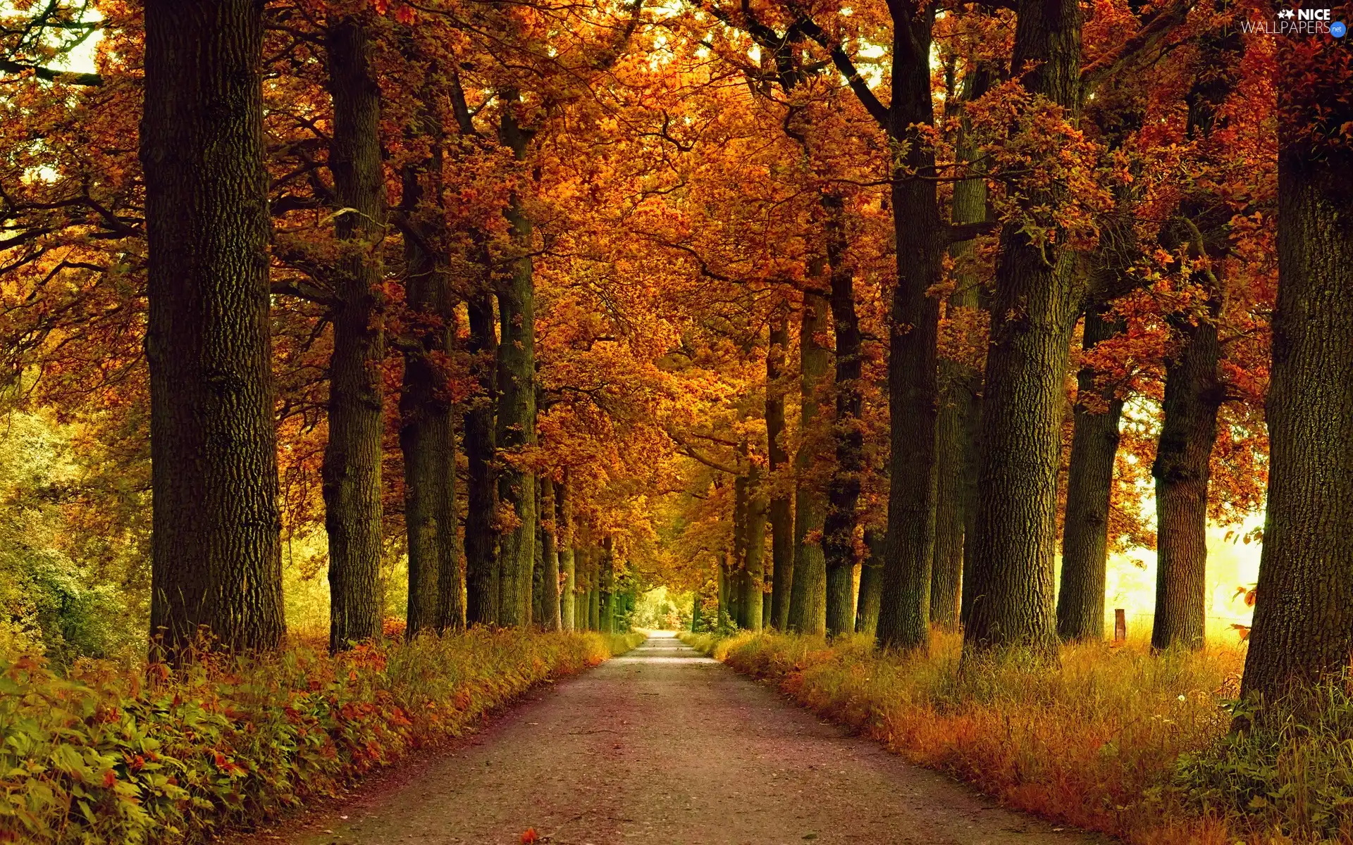 viewes, grass, Way, trees, autumn