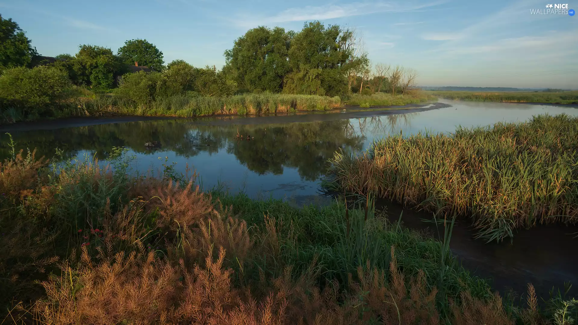 trees, viewes, grass, Plants, River