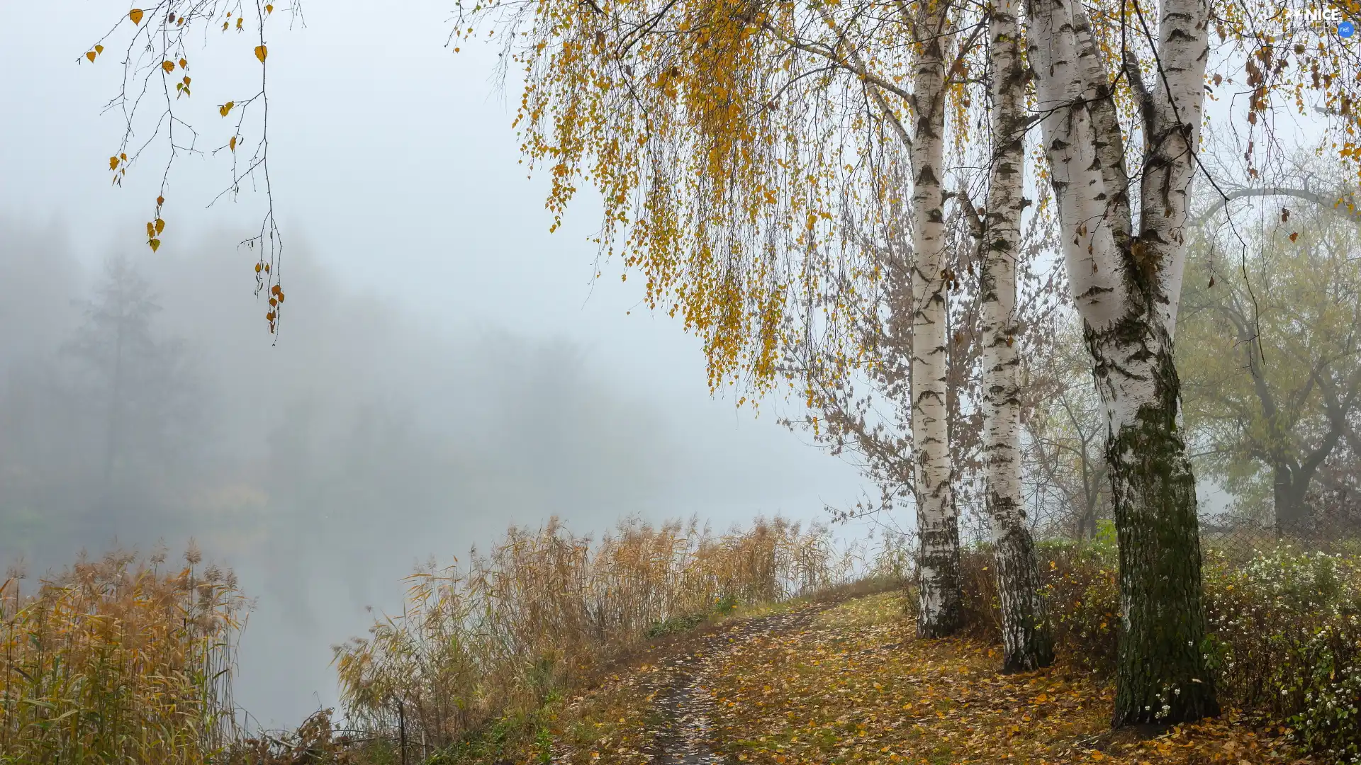 viewes, trees, birch, Yellowed, Fog, River, grass, Path, Leaf