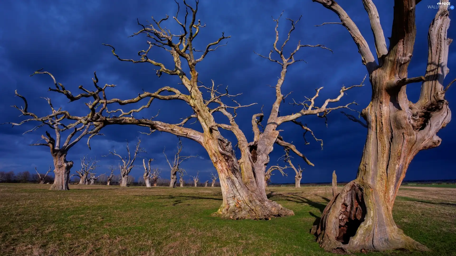 viewes, grass, dry, trees, storm