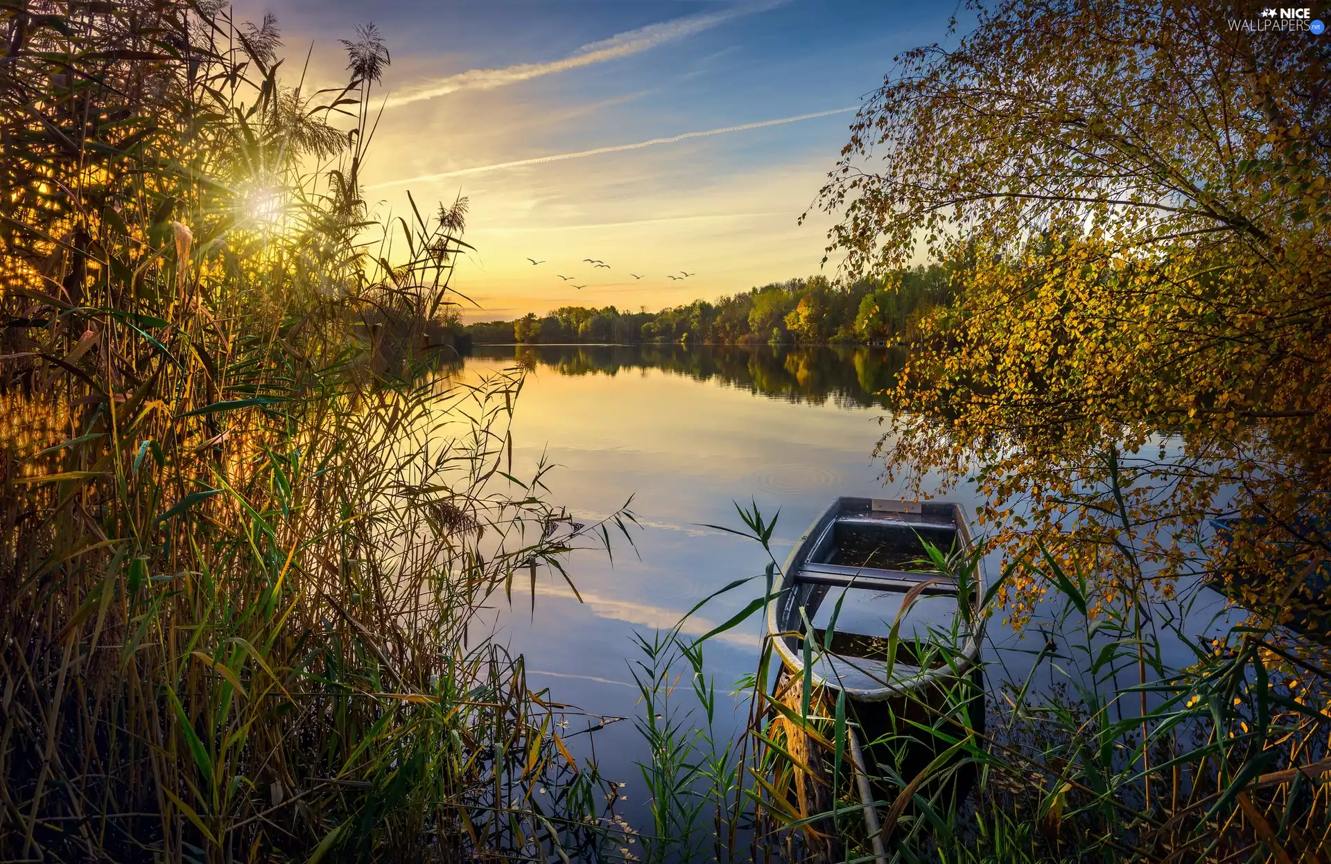 Boat, Sunrise, grass, trees, Bush, birds, lake, viewes