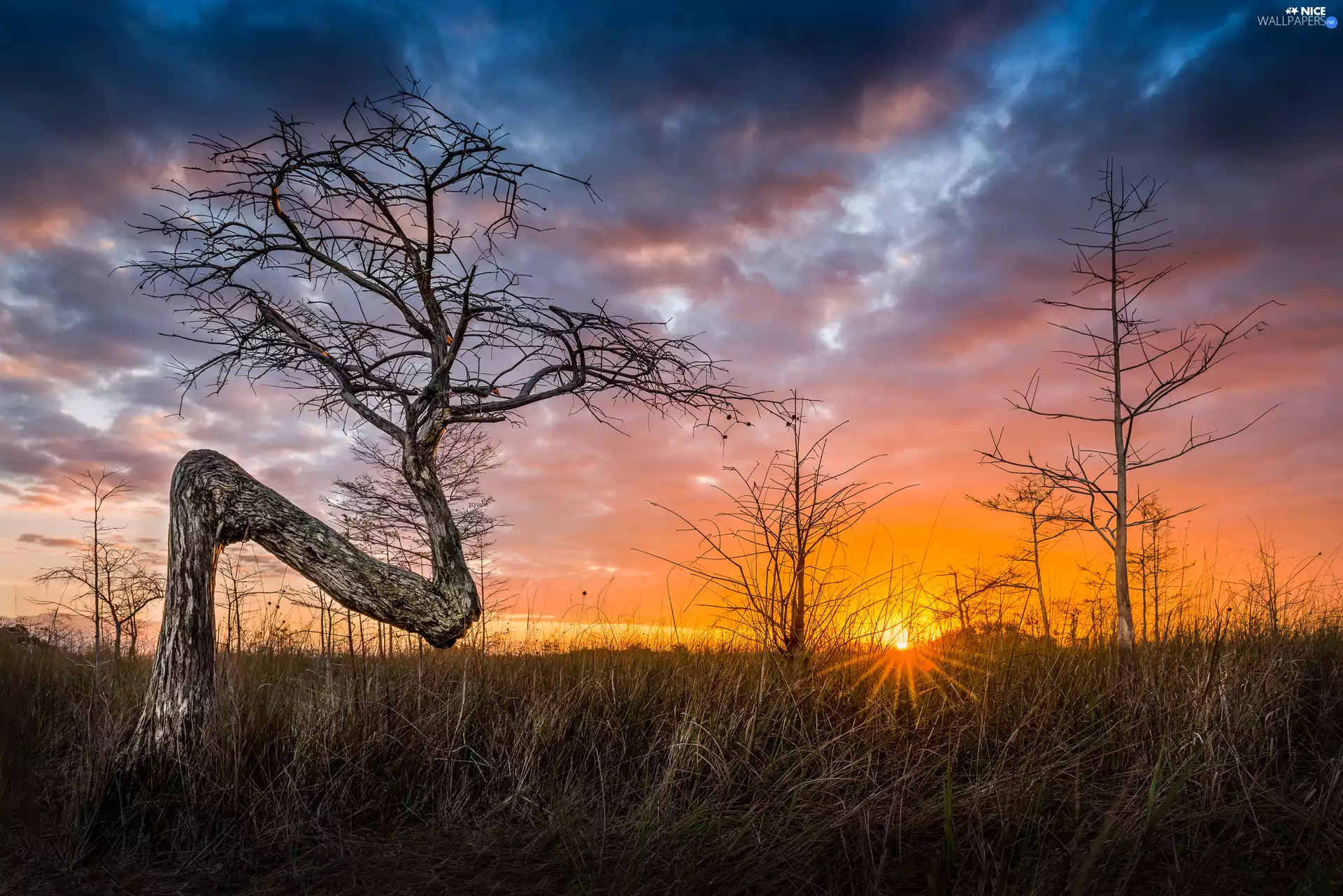 viewes, curves, clouds, trees, Sky, trees, Great Sunsets, grass