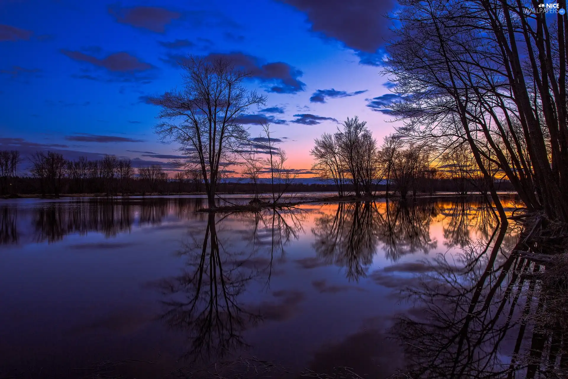 great, trees, viewes, River