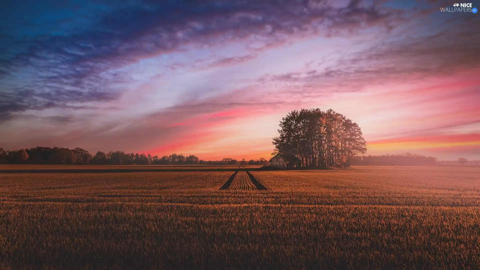 Cornfield, viewes, Great Sunsets, trees