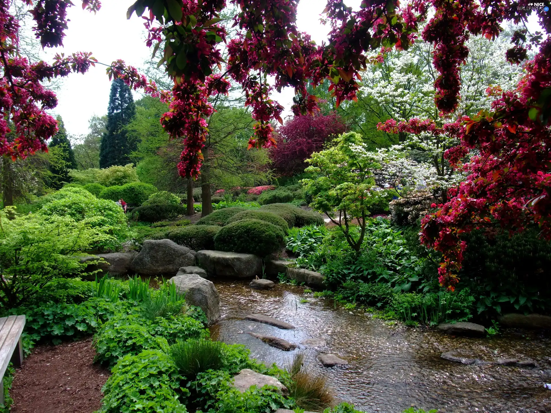 viewes, green, water, trees, Garden