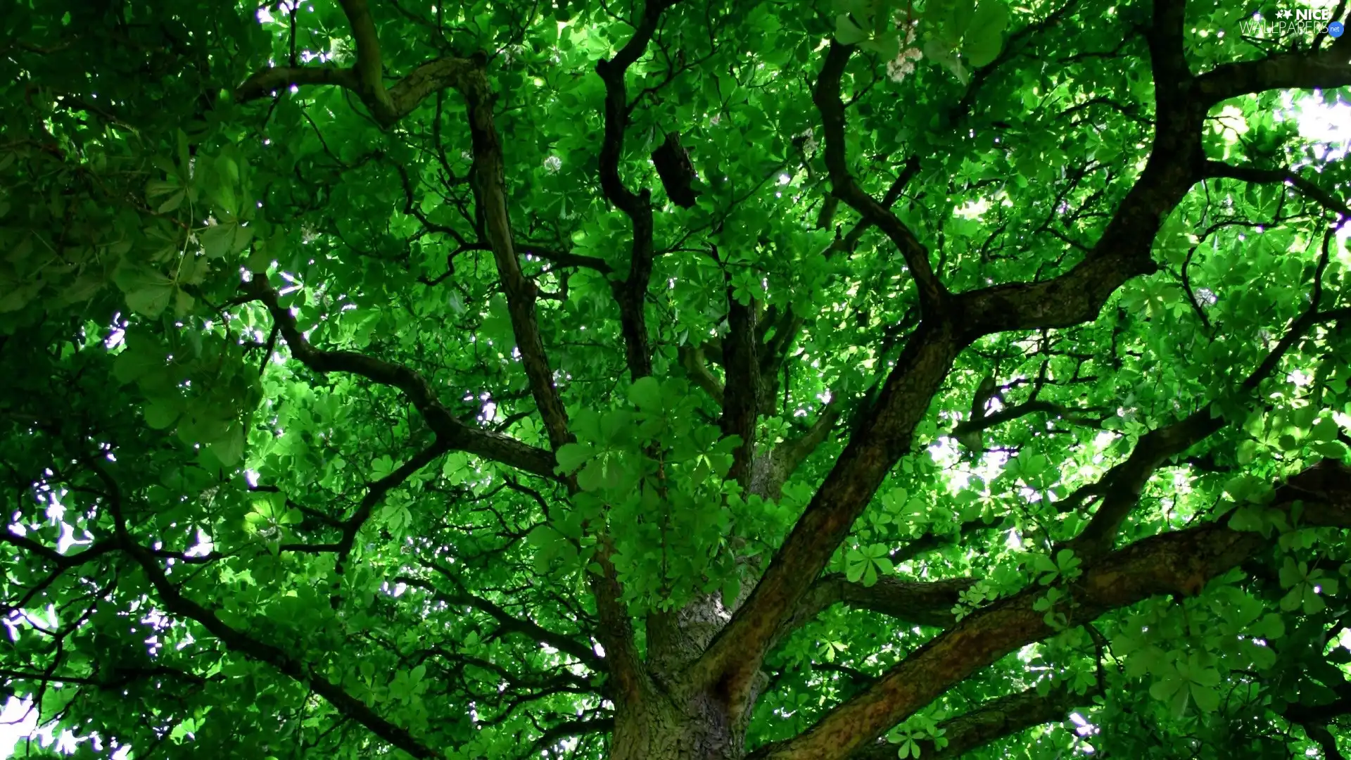 Green, trees, viewes, Crown