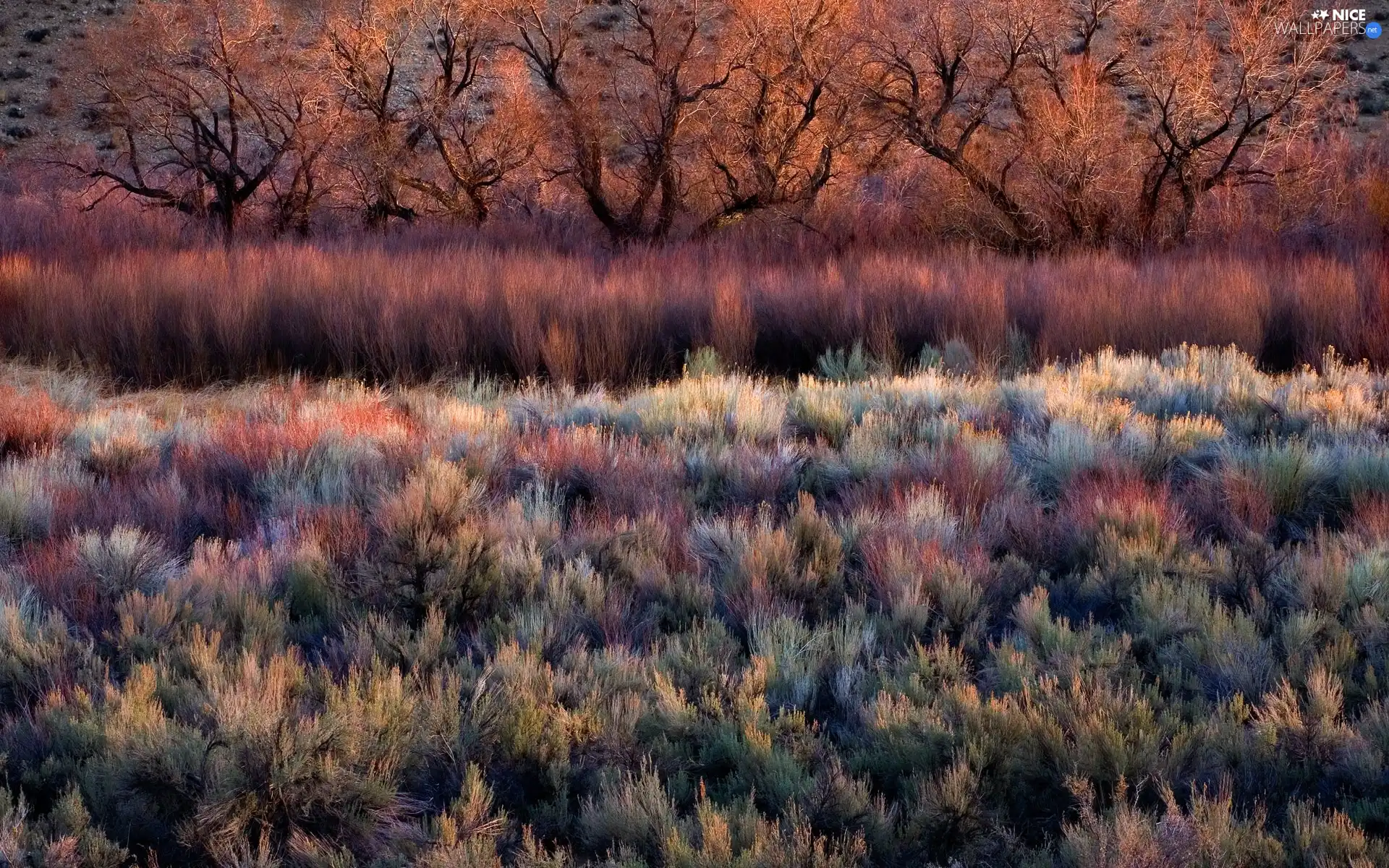 trees, viewes, heath, Bush, heathers